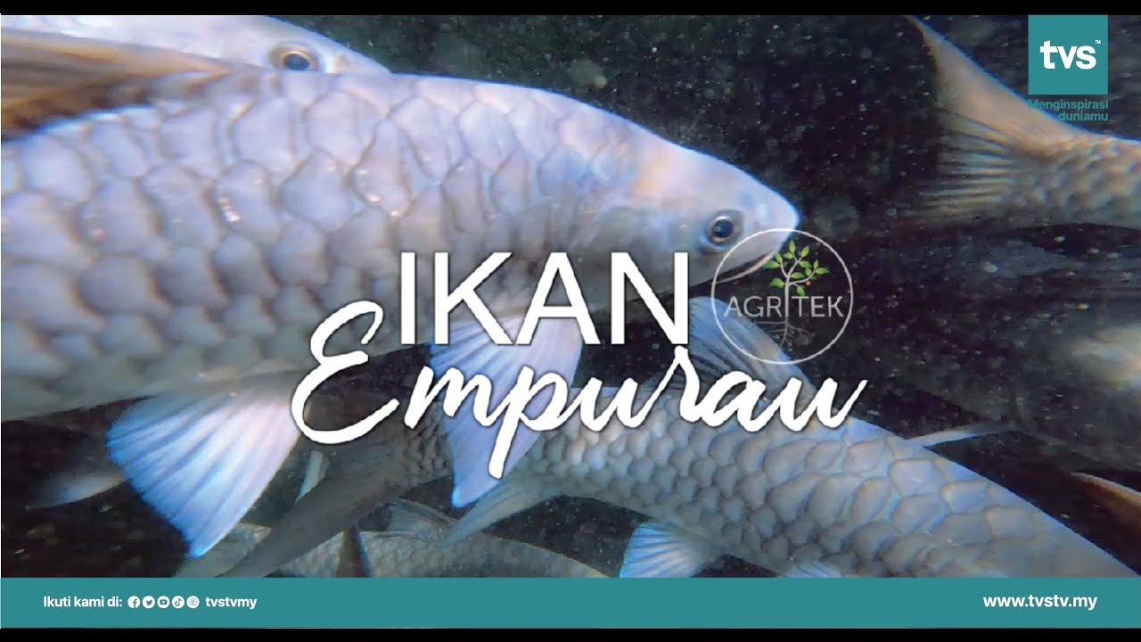 Ikan Empurau | Episod 8 – Agritek